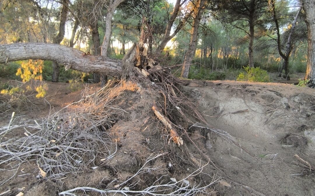 Signalement public – Darëzezë e Re